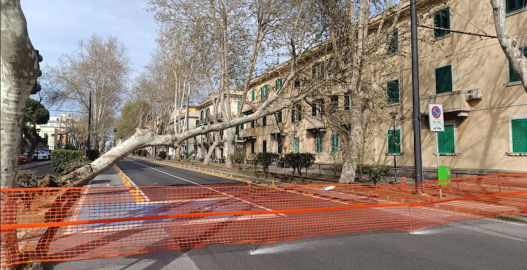 Albero viale san Martino Messina