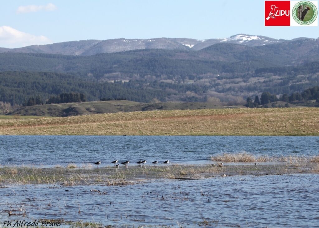 Cavaliere d'Italia - ph A.Bruno