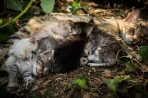 Gattini tra foglie e sole