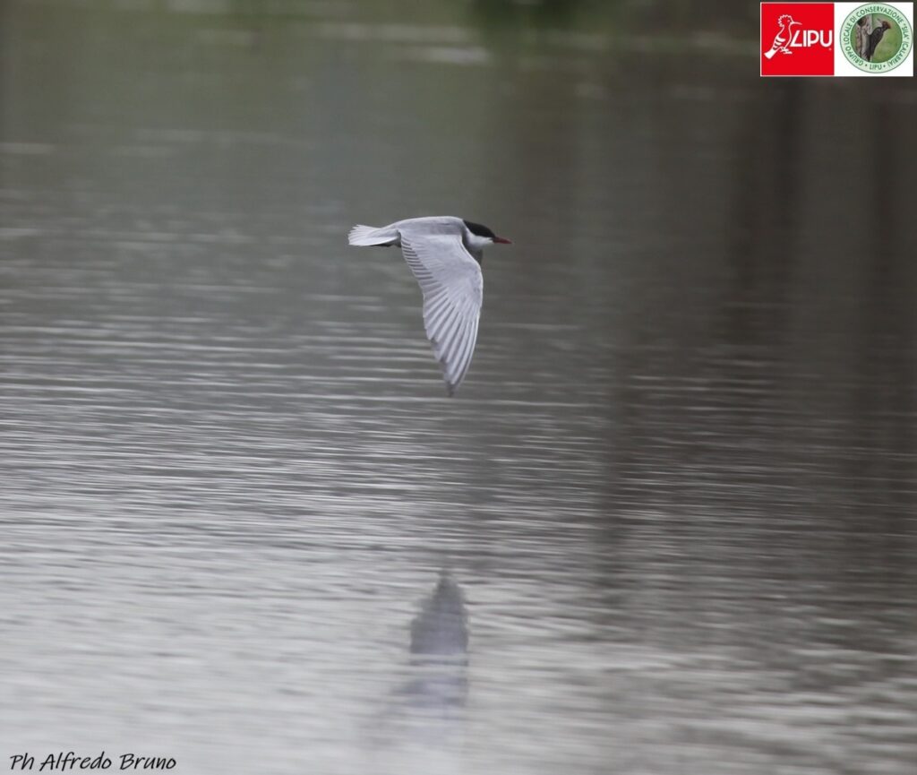 Mignattino piombato - ph A.Bruno