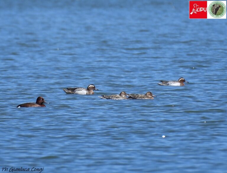Monitoraggio ornitologico al Lago Cecita: la Sila al centro delle rotte migratorie