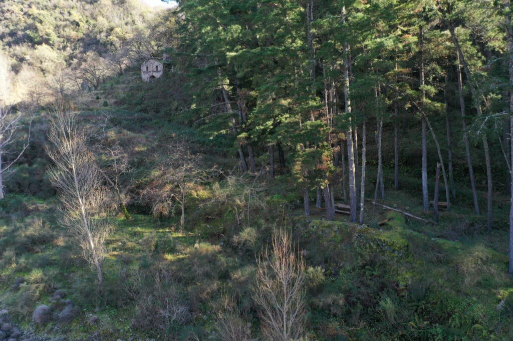 Podargoni