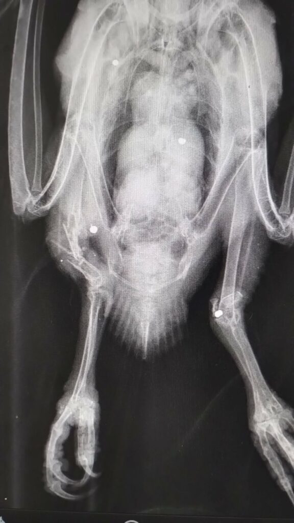 Radiografia