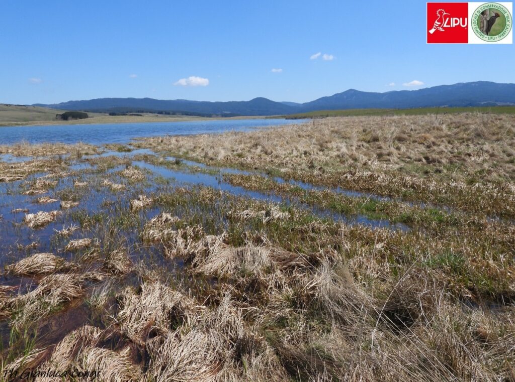 ZPS - IBA 148 - Sila Grande - ph Gianluca Congi