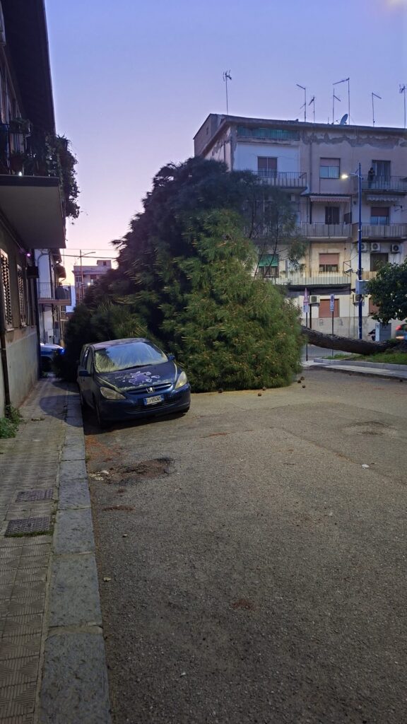 albero caduto auto