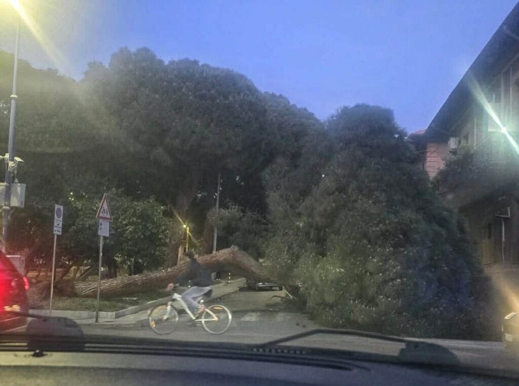 albero caduto santa caterina