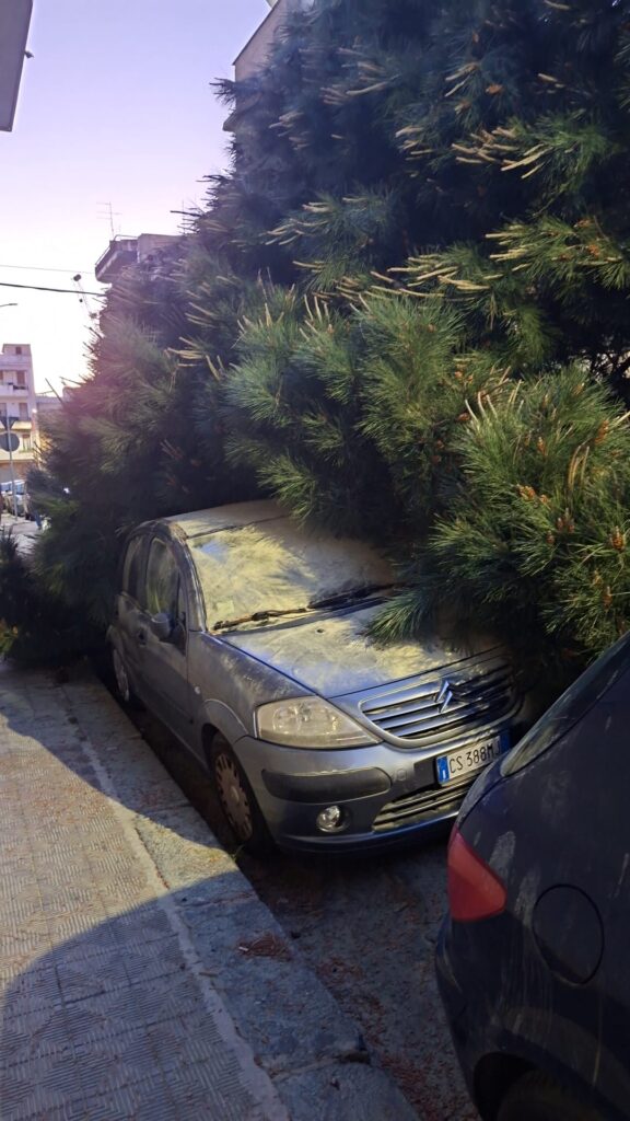 albero caduto santa caterina