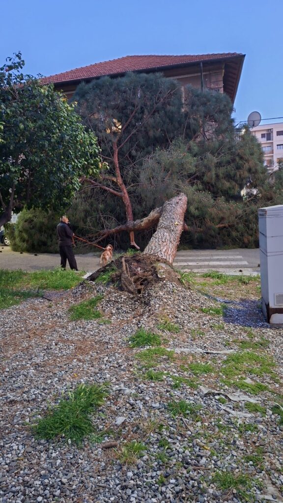 albero caduto santa caterina reggio calabria