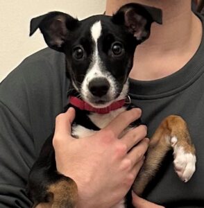 cane smarrito