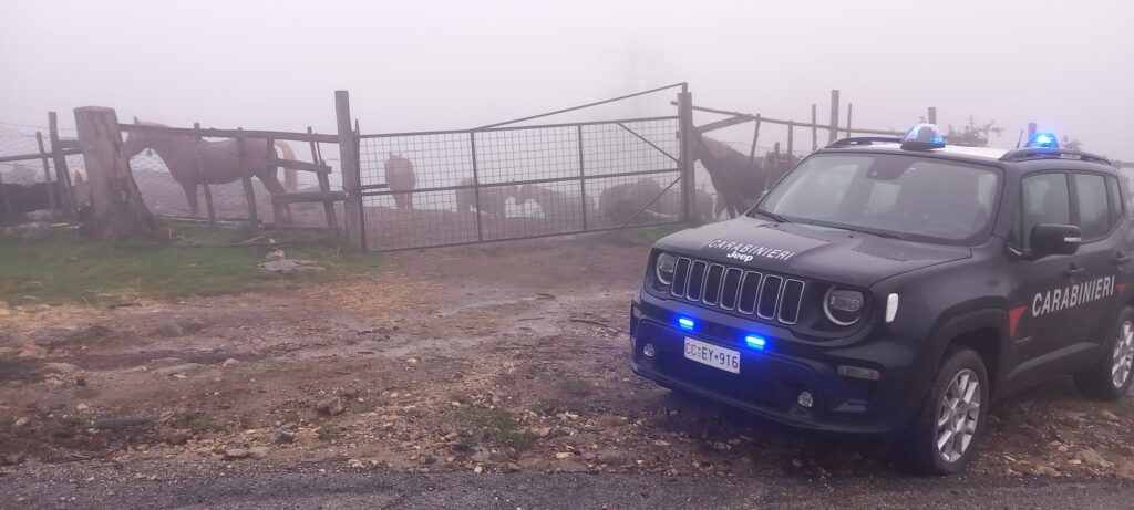 cavalli sequestrati carabinieri