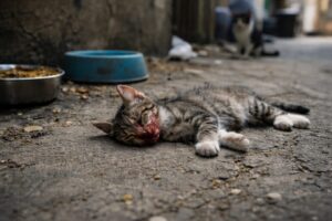 gatto morto