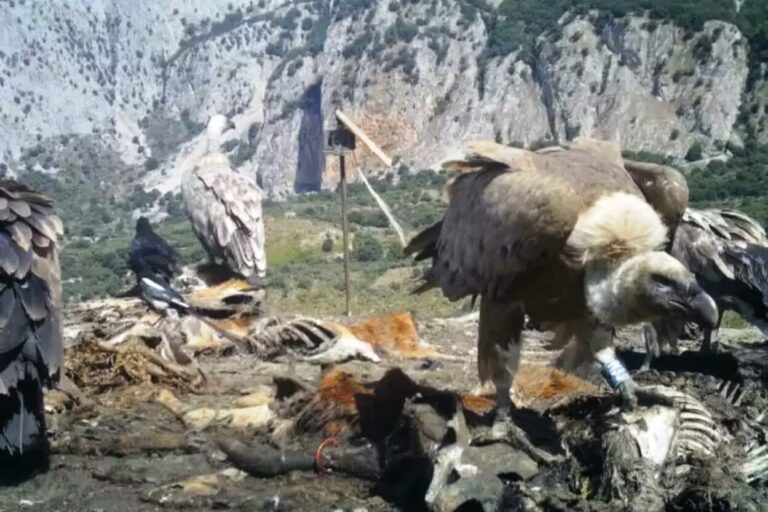 Grifoni spagnoli tornano sulle Madonie: al via il progetto di reintroduzione