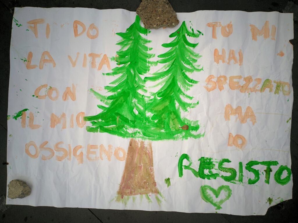 manifestazione italia nostra disegni araucaria a pizzo14