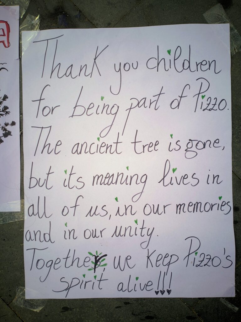 manifestazione italia nostra disegni araucaria a pizzo14