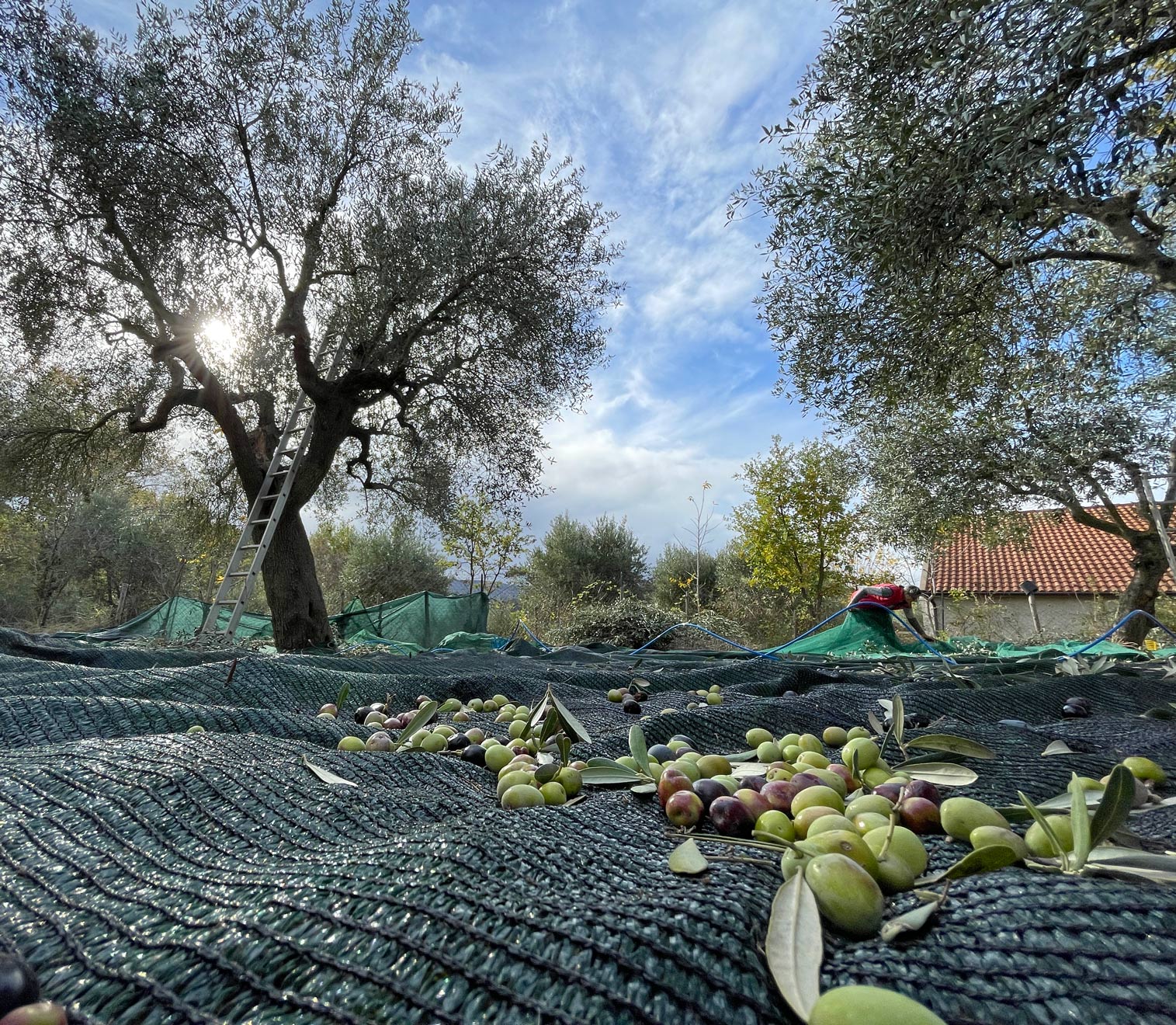 olive raccolta