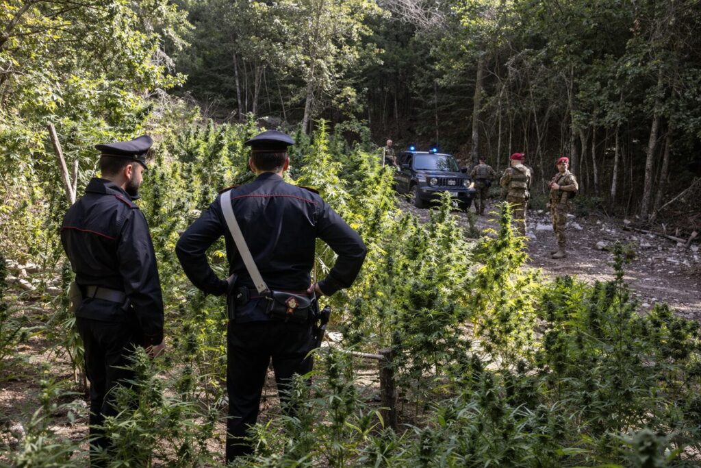 piantagione droga carabinieri
