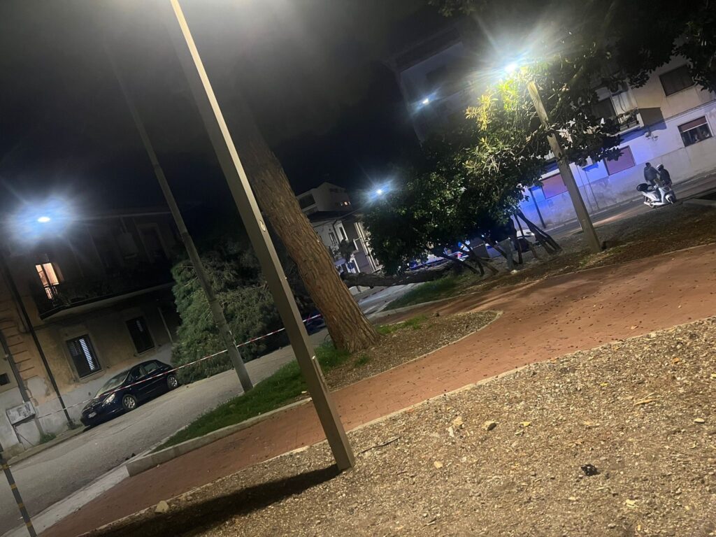 pino caduto santa caterina