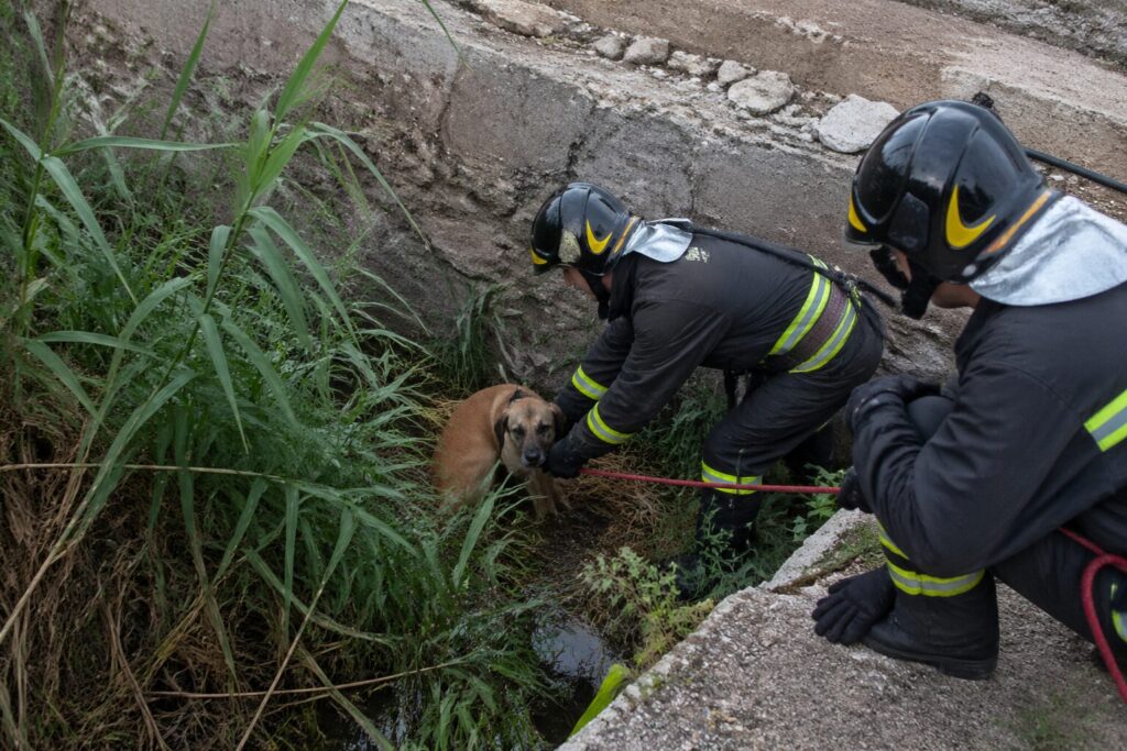 salvataggio cane in un fossato