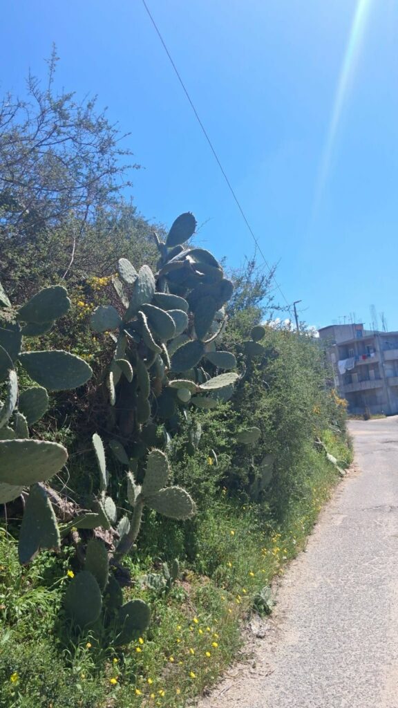 strada Gallina Puzzi