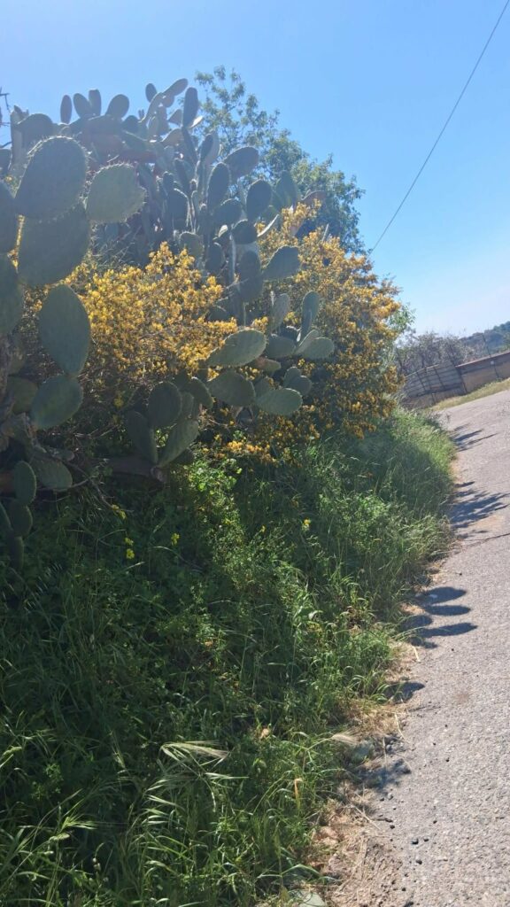 strada Gallina Puzzi