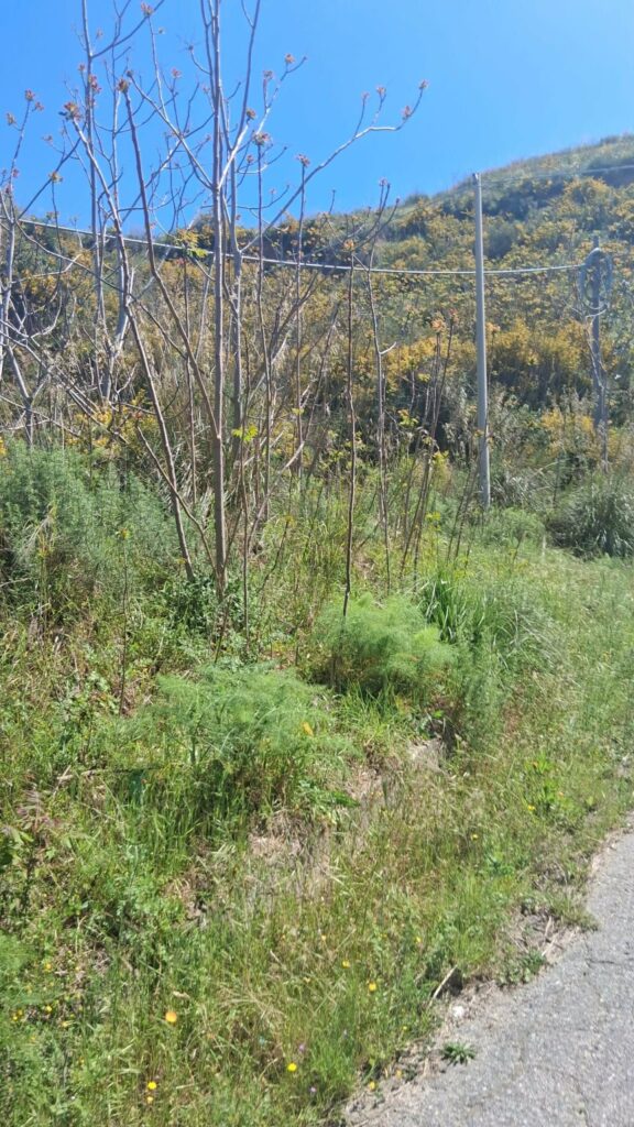 strada Gallina Puzzi