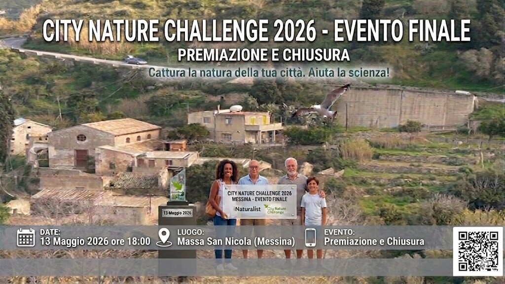 City Challenge