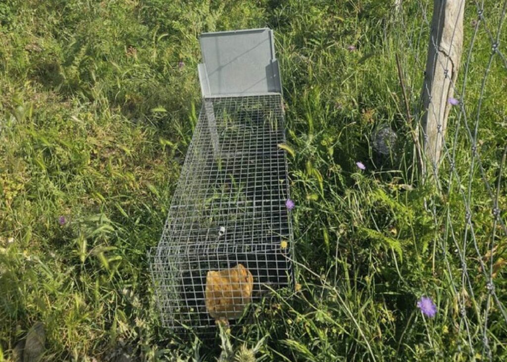 La trappola usata per le attività di bracconaggio