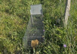 La trappola usata per le attività di bracconaggio