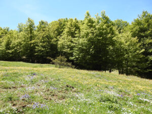NATURA VERDE BOSCO