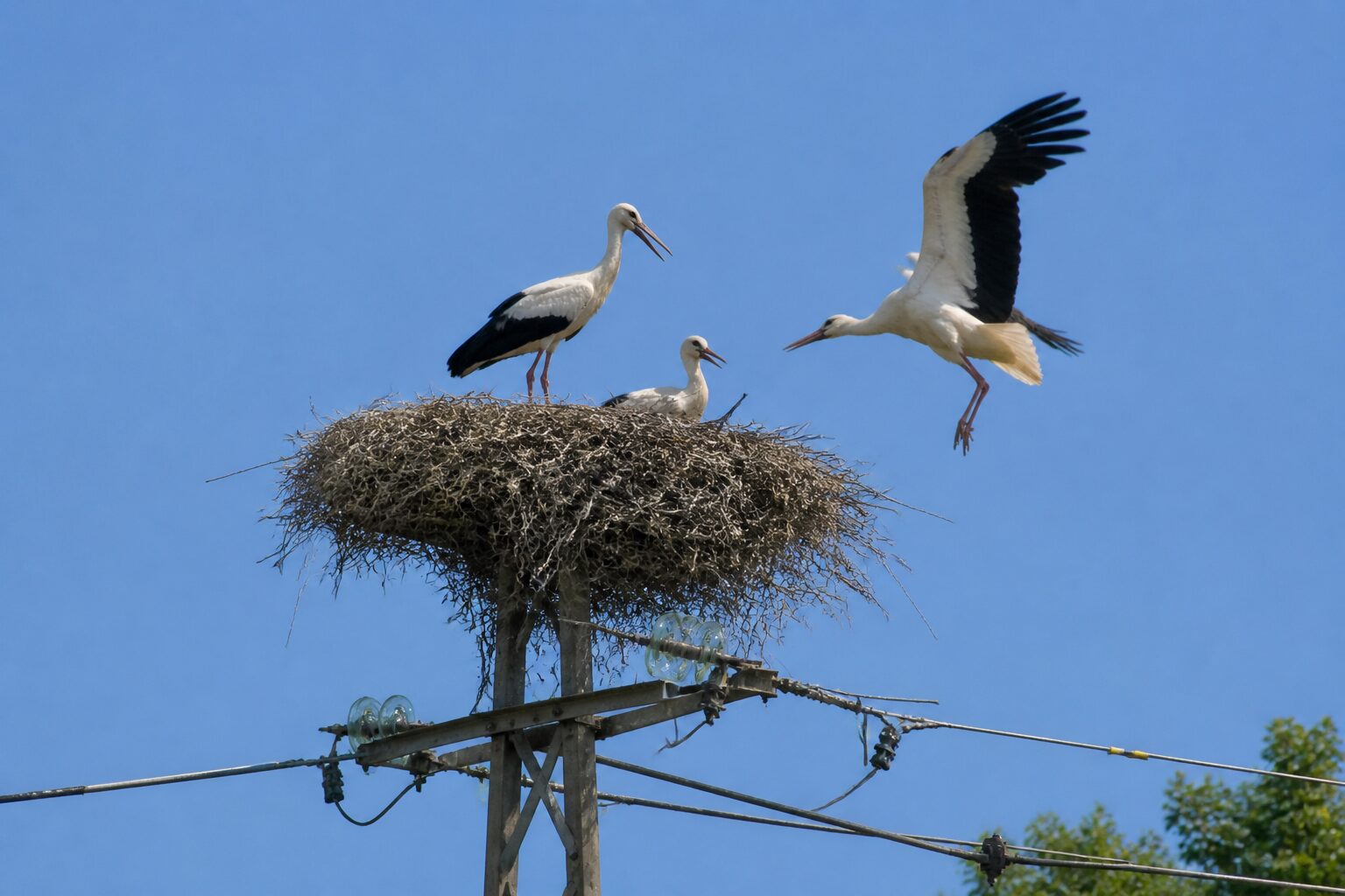 Nido di cicogne su palo elettrico