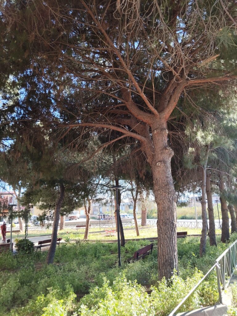 alberi pericolanti archi
