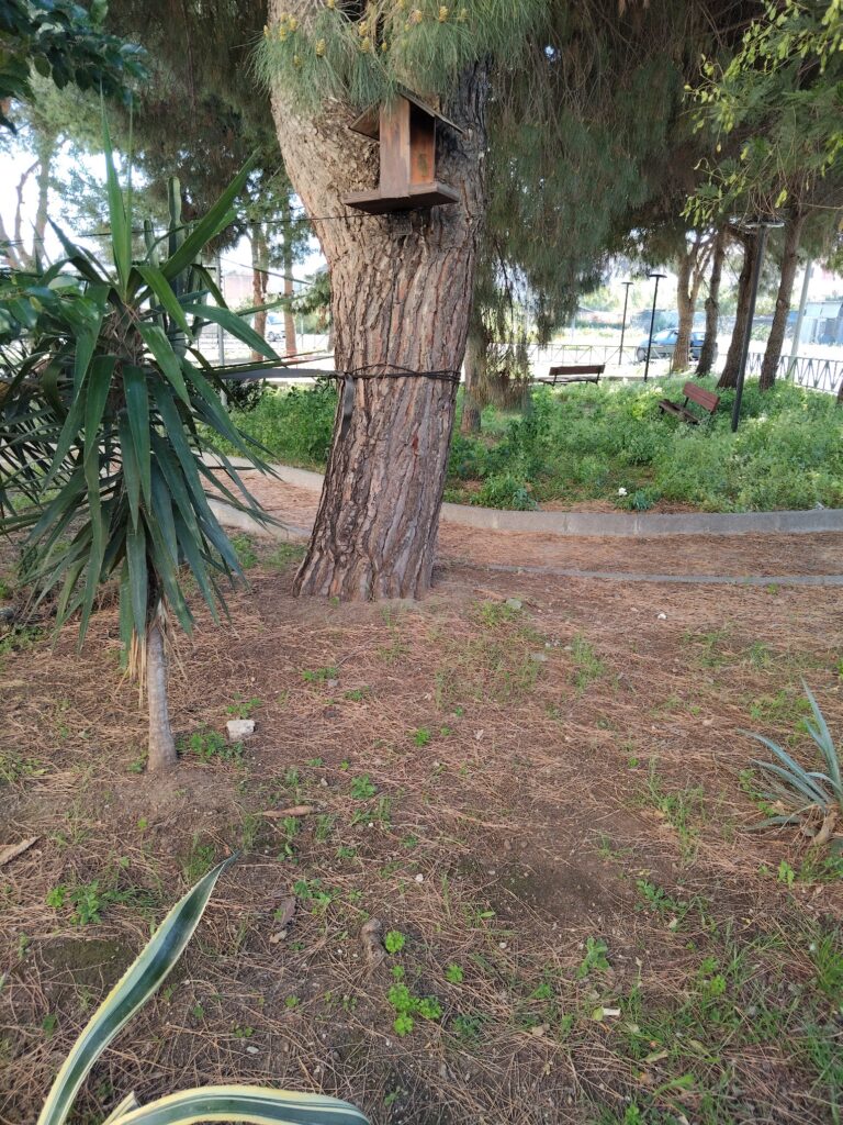 alberi pericolanti archi