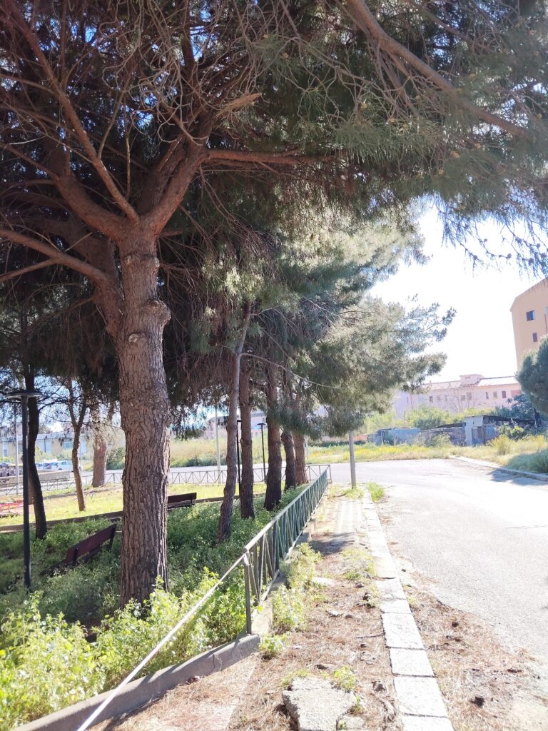 alberi pericolanti archi