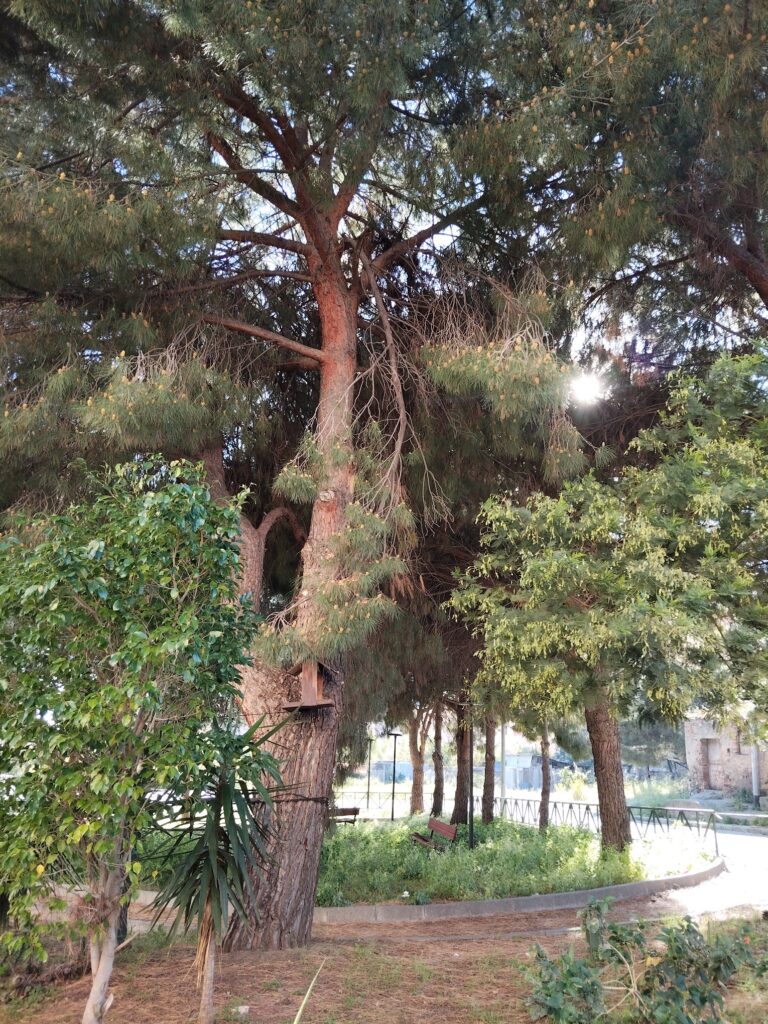 alberi pericolanti archi
