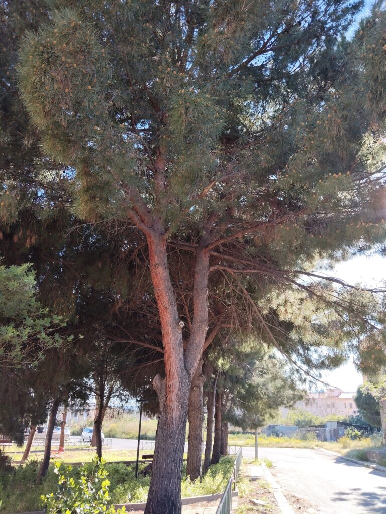 alberi pericolanti archi