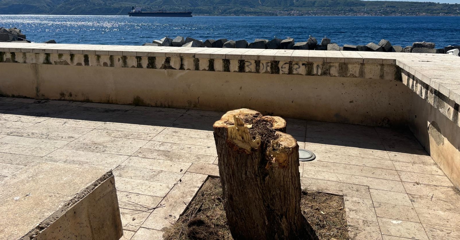 albero abbattuto torre Faro
