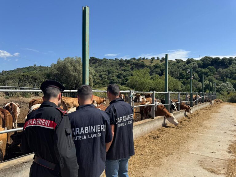 Catanzaro, sfruttamento in agricoltura: scoperti operai irregolari, titolare multato