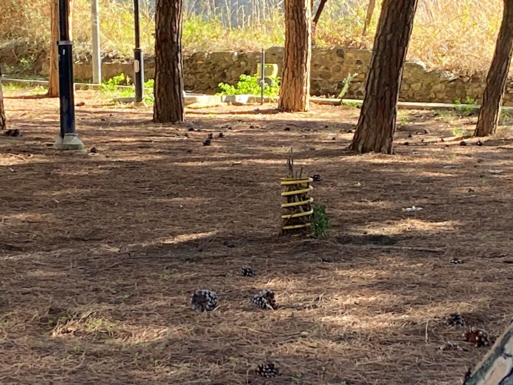 degrado gallina