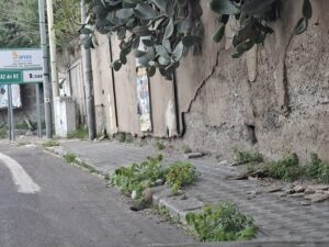 erbacce santa caterina