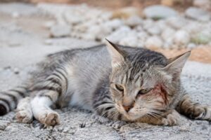 gatto ferito