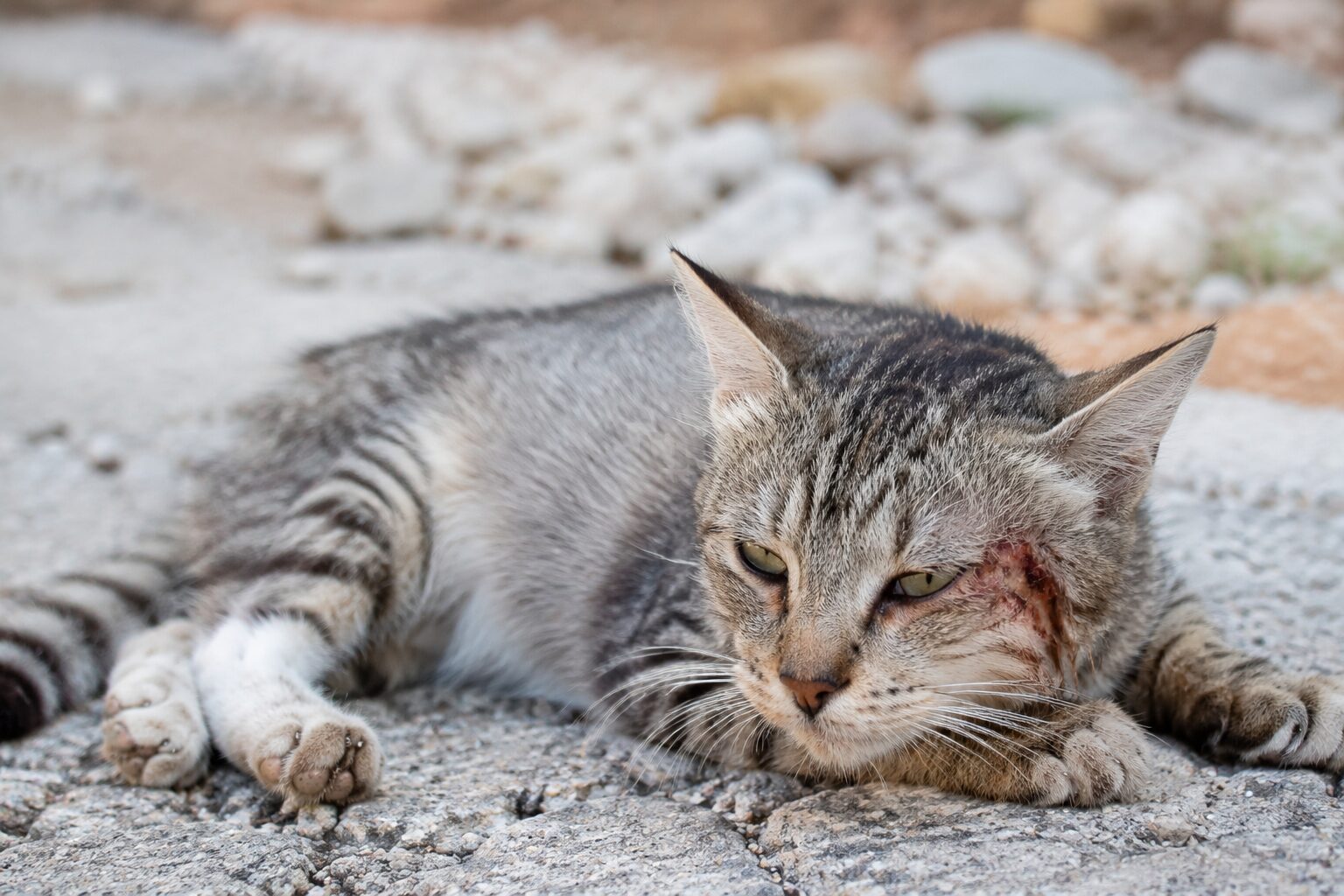gatto ferito