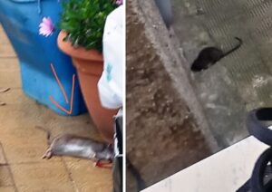 ratto