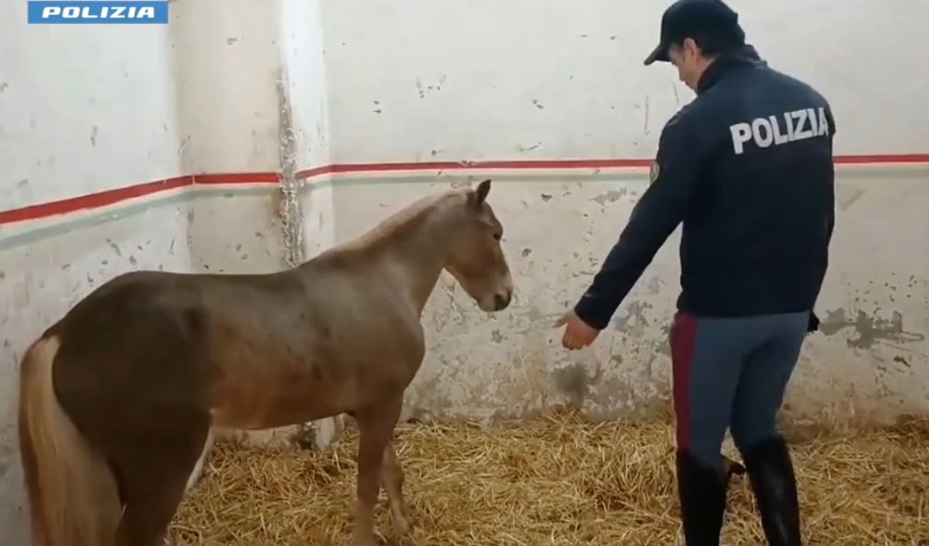 sequestro puledri polizia