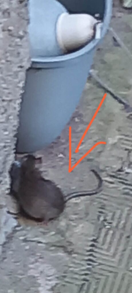 topi reggio calabria