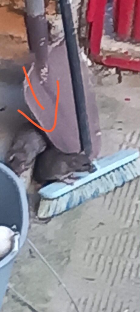topi reggio calabria