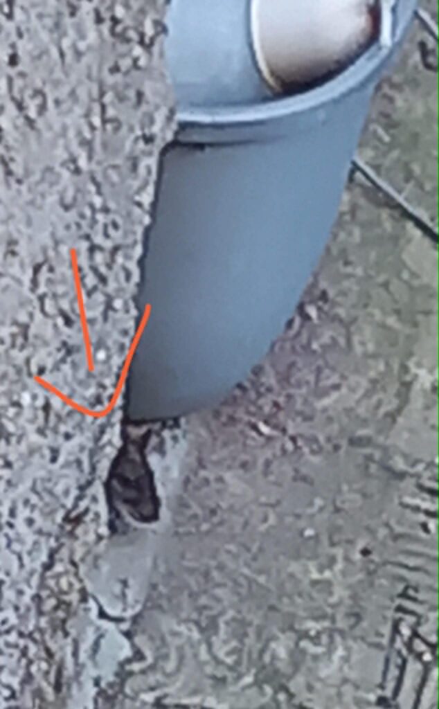 topi reggio calabria