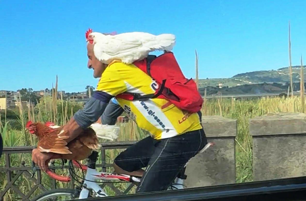 uomo va in bici con le galline