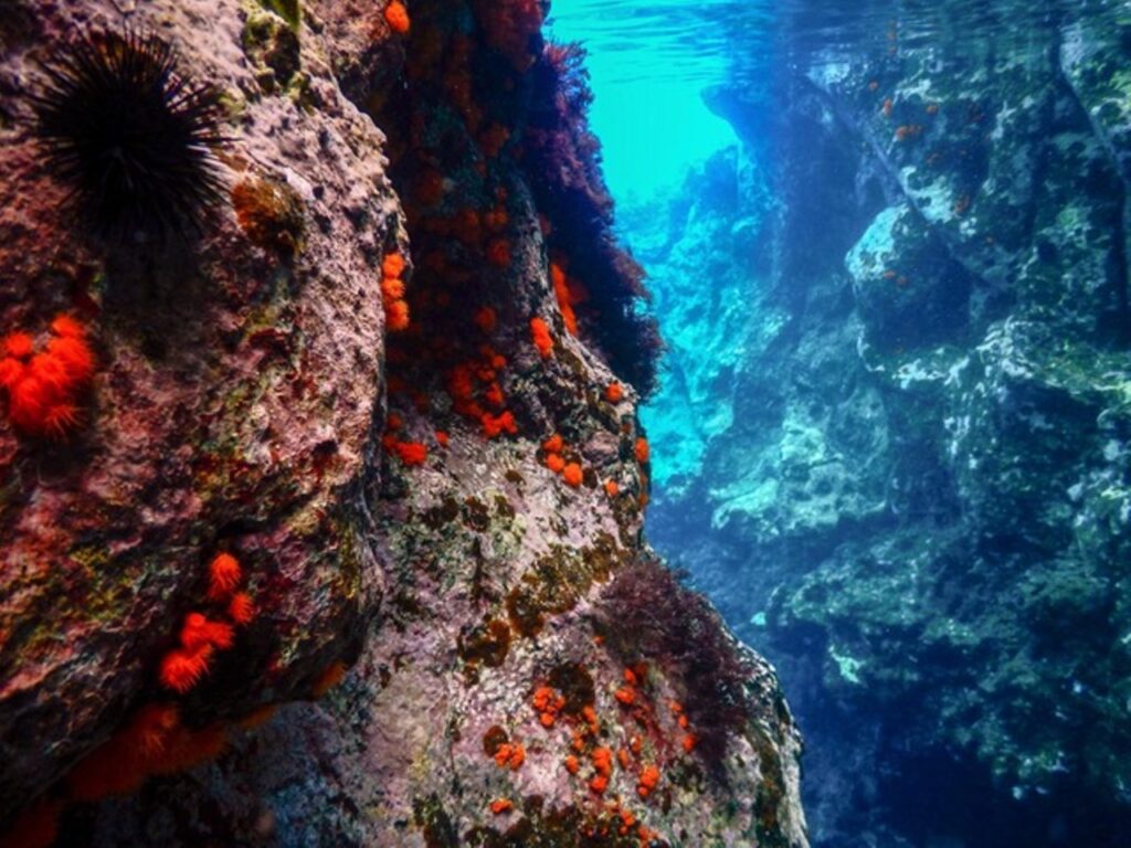 Fondale marino - Ustica