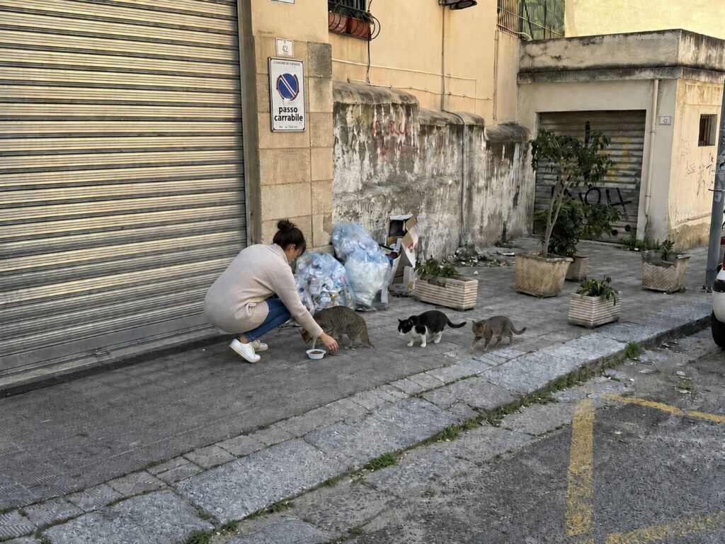 Gattara donna dà da mangiare ai gatti