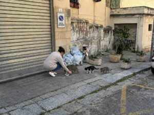 Gattara donna dà da mangiare ai gatti